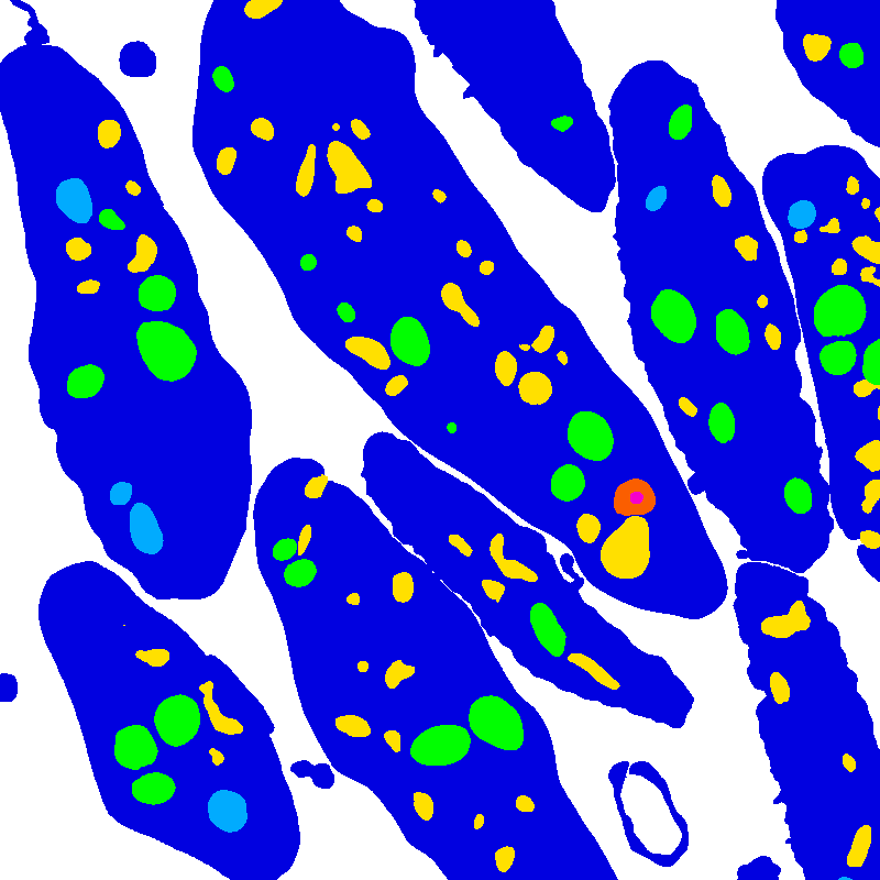 50-semantic.tif, Z=0